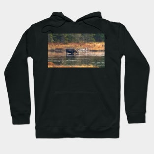 Moose - Algonquin Park, Canada Hoodie